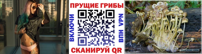 где купить наркотик  Сухой Лог  Галлюциногенные грибы мицелий 